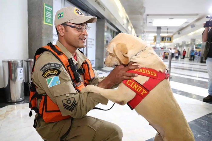 Labradora Cindy vai ajudar no resgate de vítimas dos deslizamentos em Petrópolis