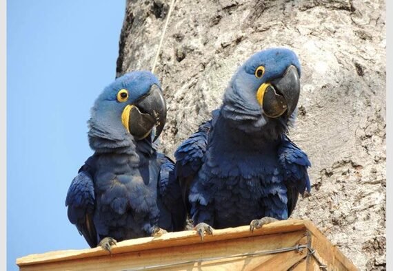 Arara