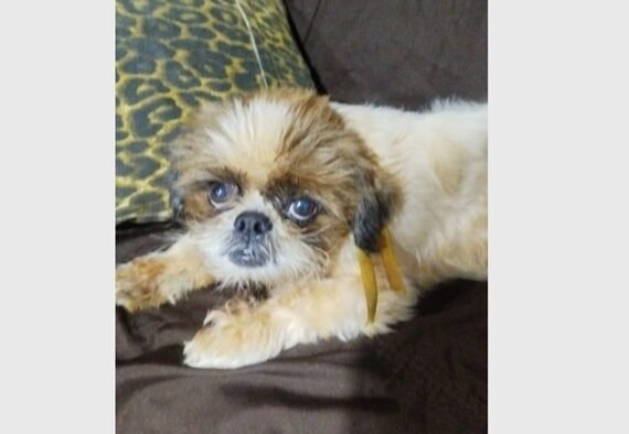 Cachorrinha desaparecida