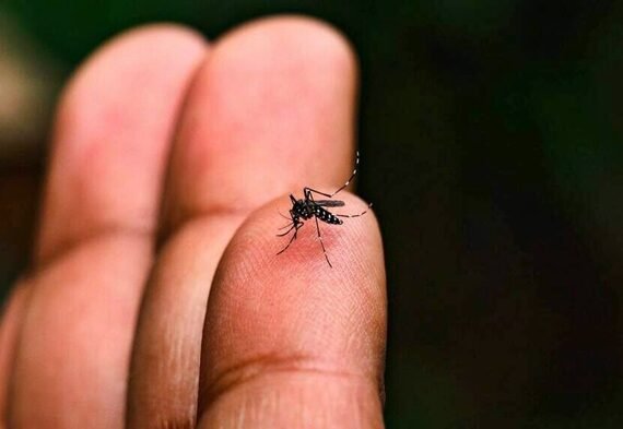 Mosquito da dengue