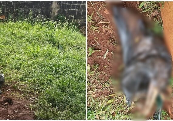 Animal maus tratos sgo