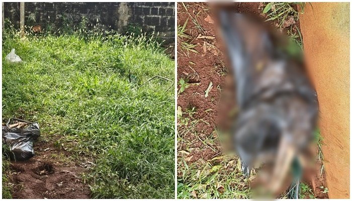 Animal maus tratos sgo