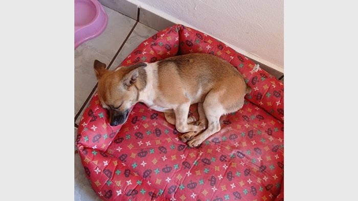 Cachorrinha desaparecida